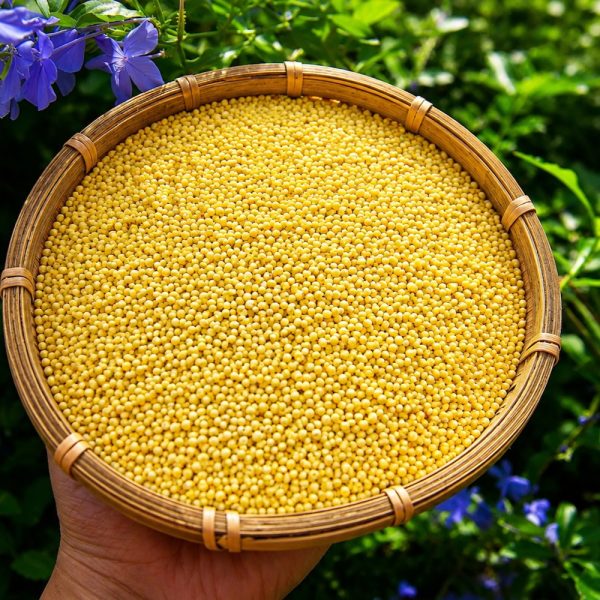 kê nếp hạt to