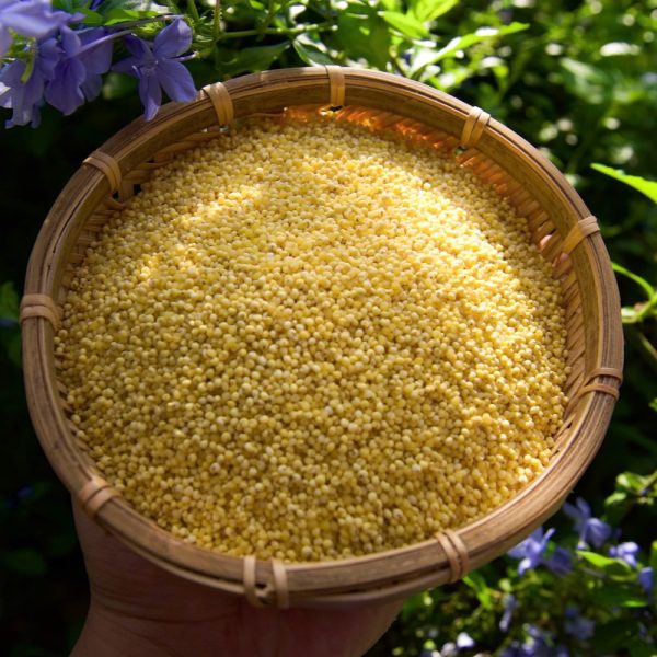 kê nếp hạt to