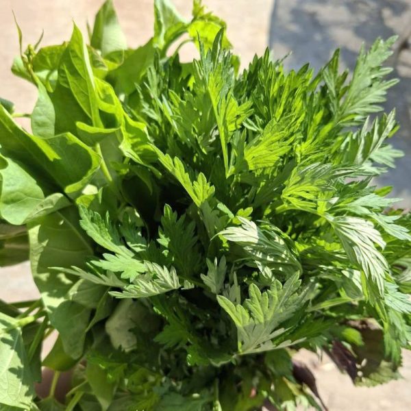 ngải cứu sấy khô