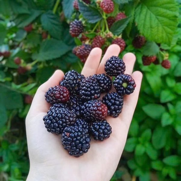 nước dâu tằm lên men truyền thống